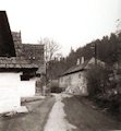 Medzihradn - vzor krie rodu Medzihradsk po roku 1945 - fotka z knihy Toma Januru a Michala ajku
